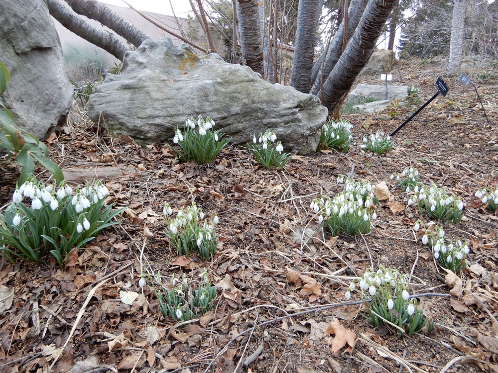 Galanthus elwesii and Galanthus nivalis