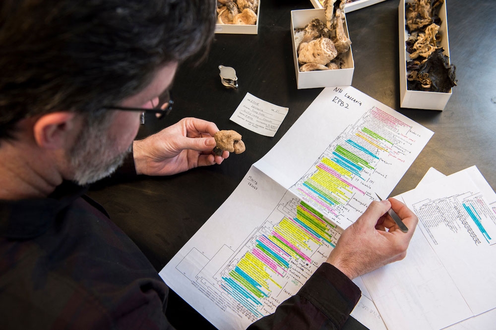 Identifying fungal specimens