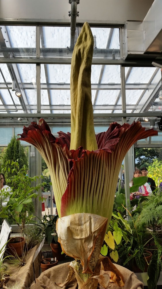 tropical collection gallery 1