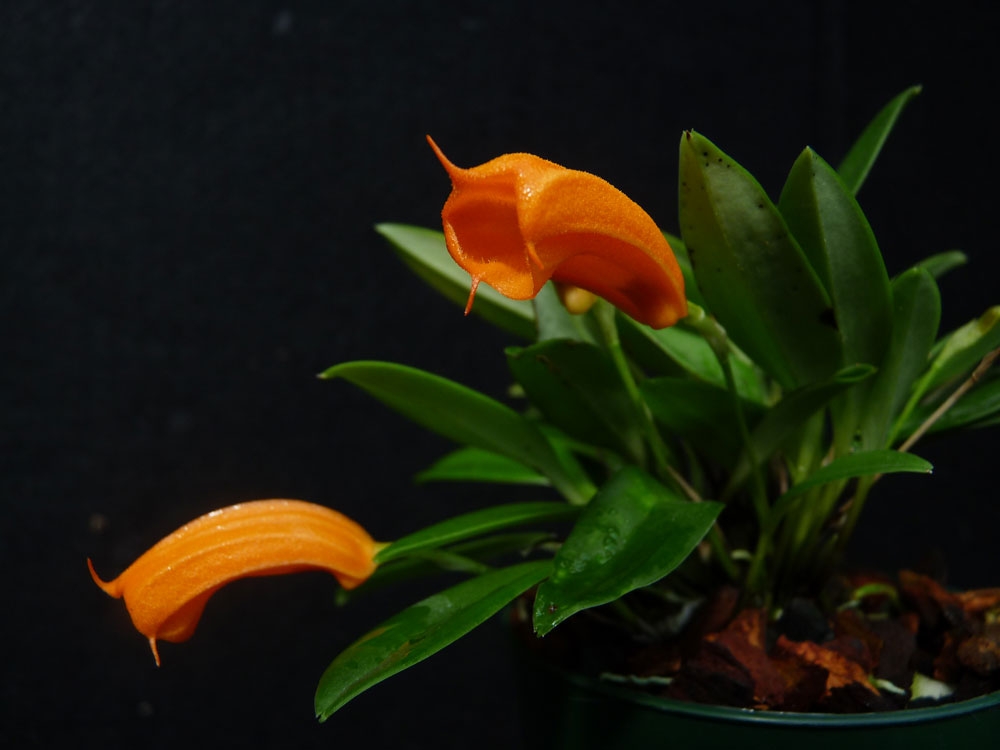tropical collection gallery 3