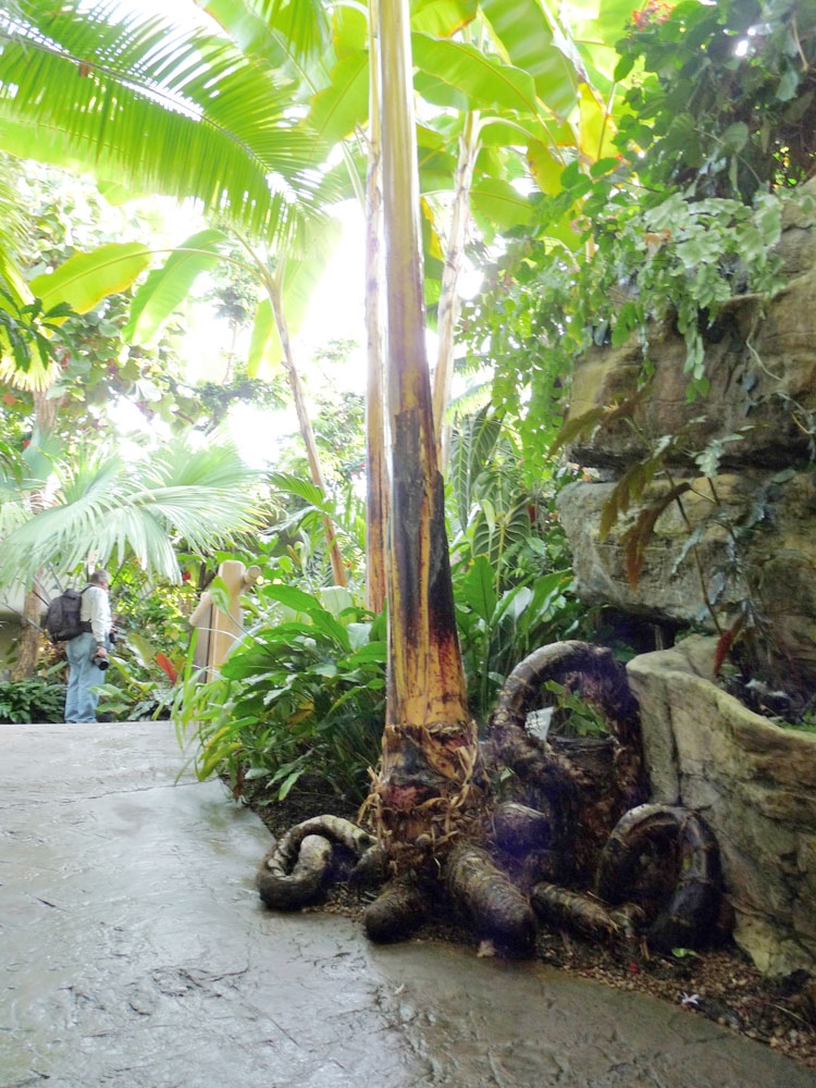 tropical collection gallery 4