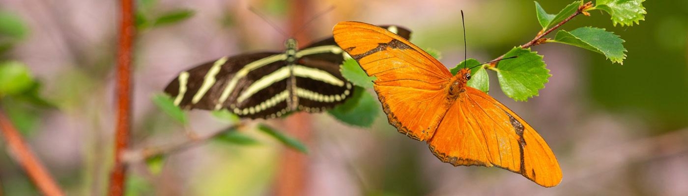 Butterflies at Chatfield Farms