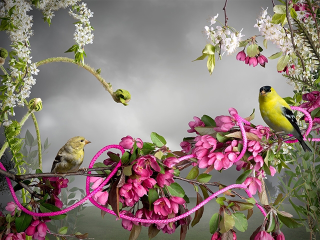 Jason DeMarte's, Goldfinch-Pink Cord, 2016