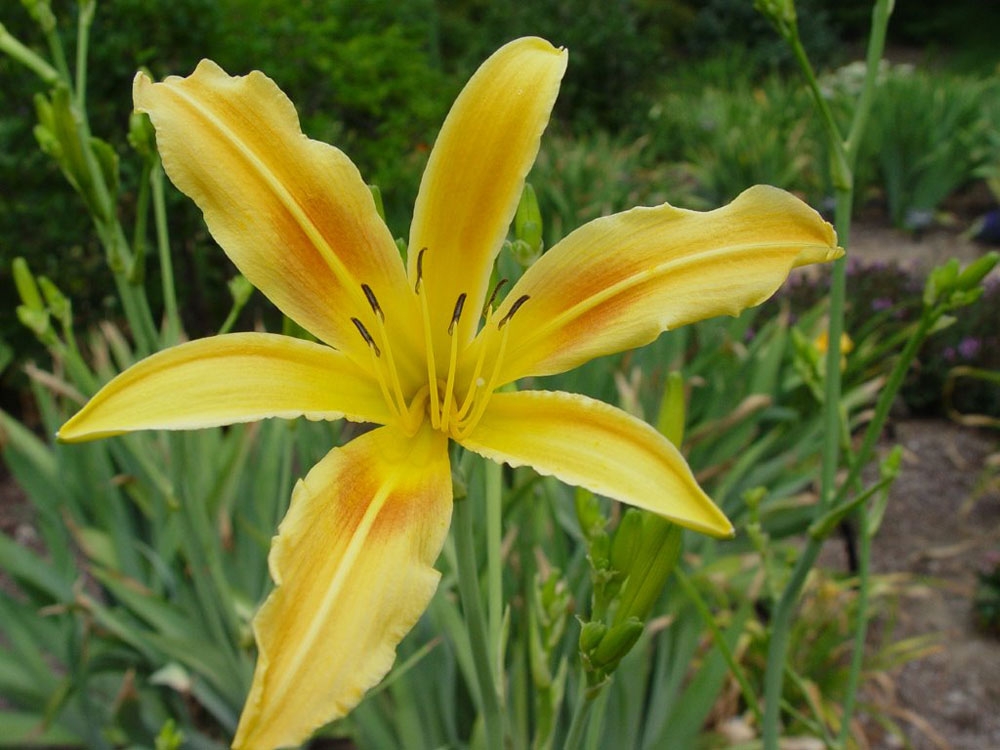 hemerocallis autumn minaret