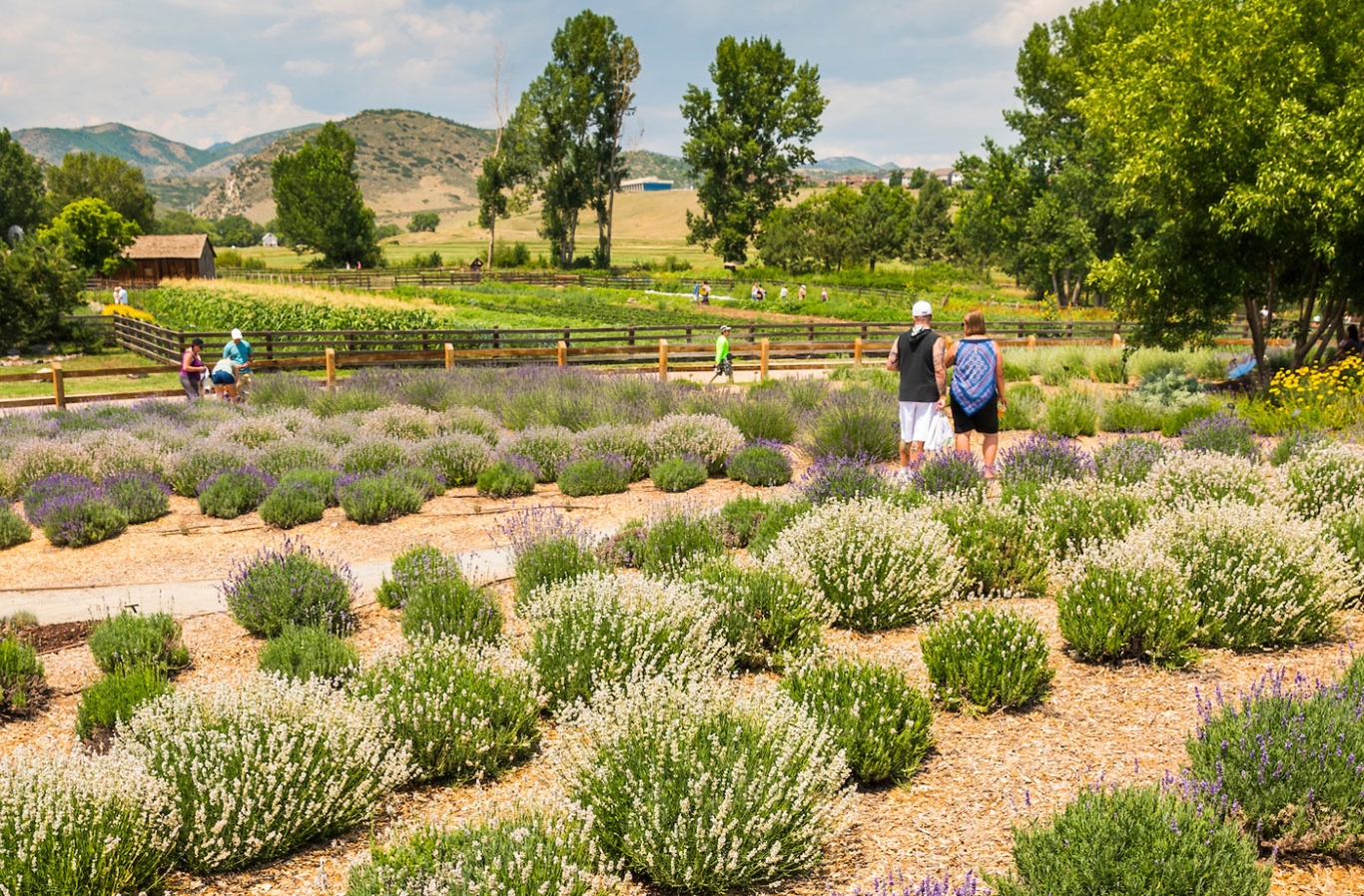 Lavender Festival Denver Botanic Gardens