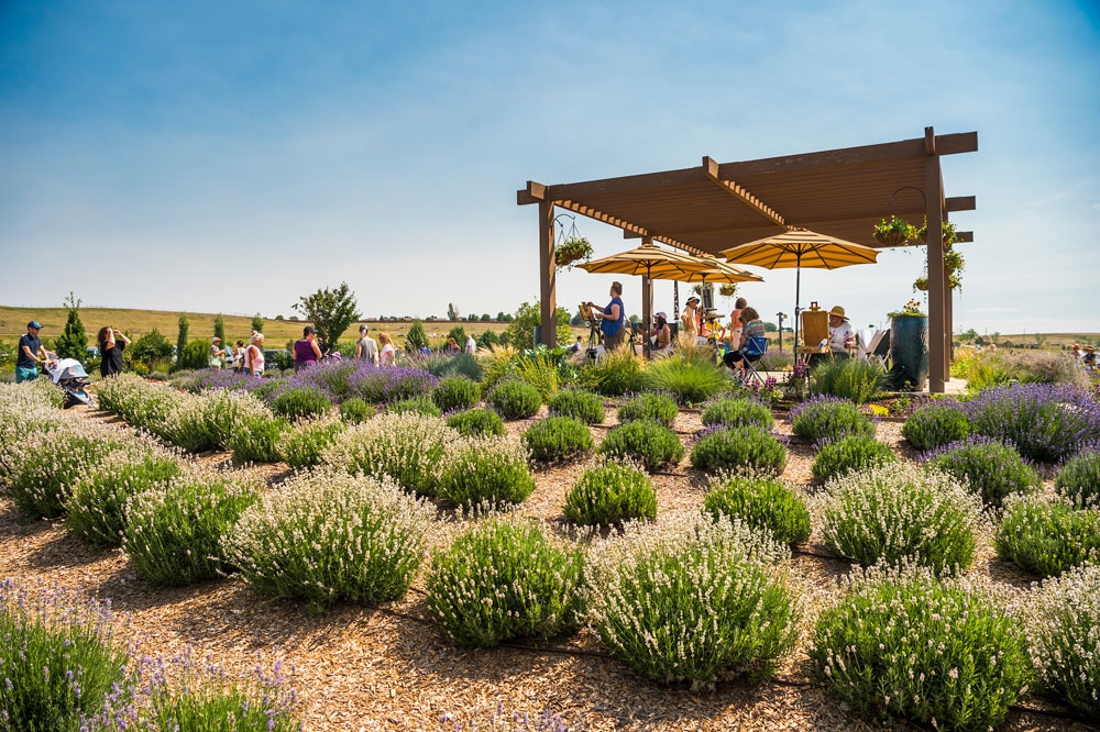 Lavender Festival Denver Botanic Gardens