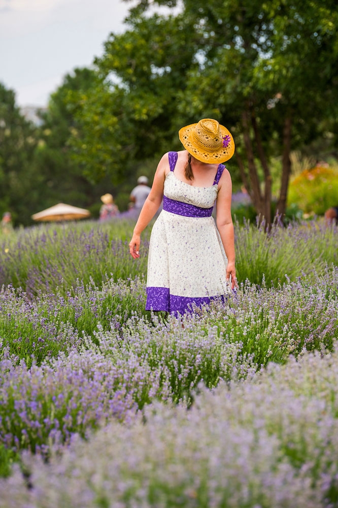 Lavender Festival Denver Botanic Gardens