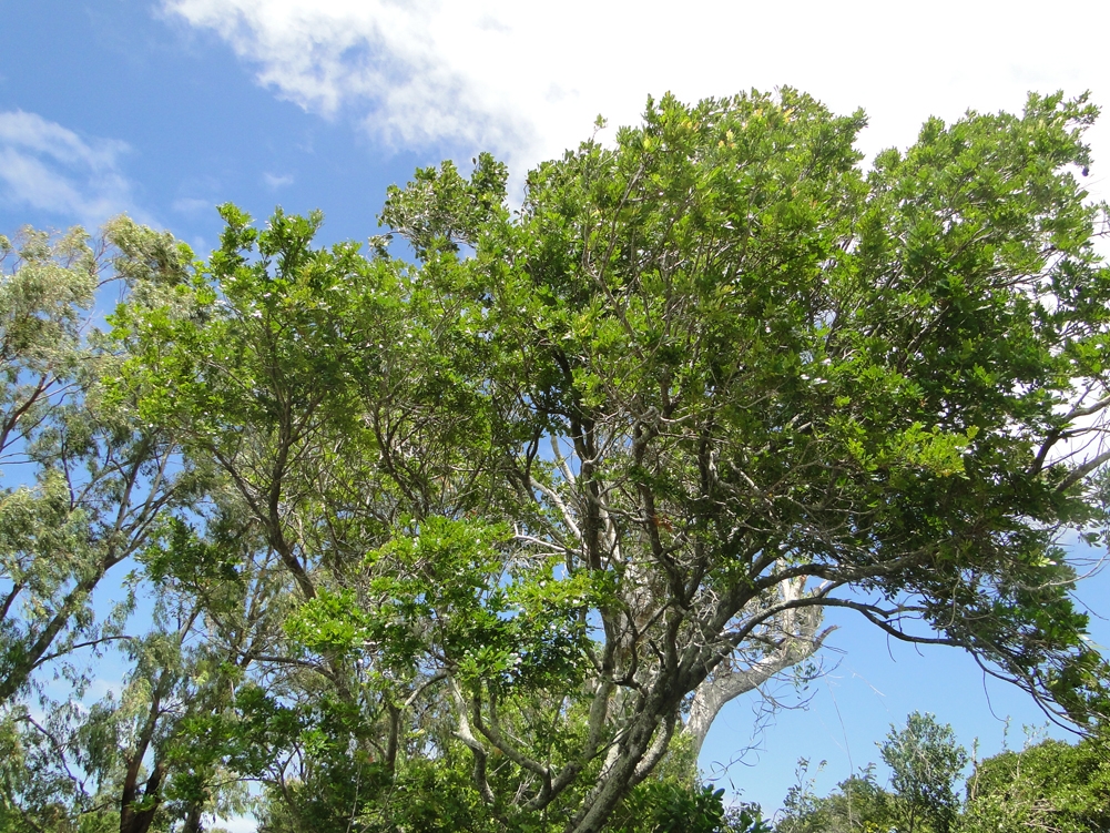 madagascar