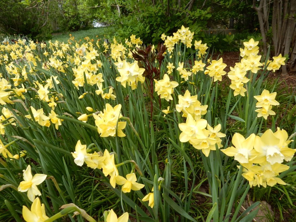 narcissus pipit