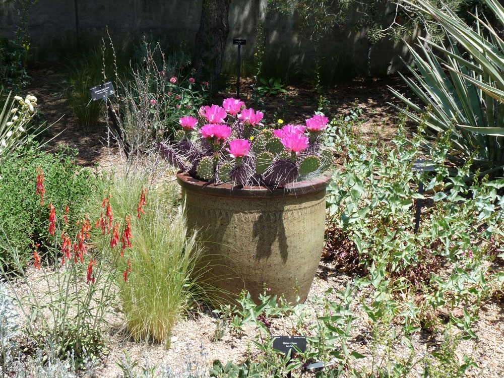 Opuntia Phaeacantha Dark Knight