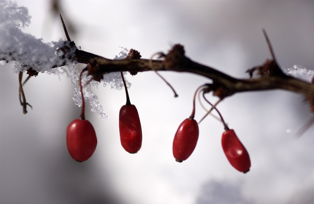 seasonal_discoveries_gallery_1_updated.jpg