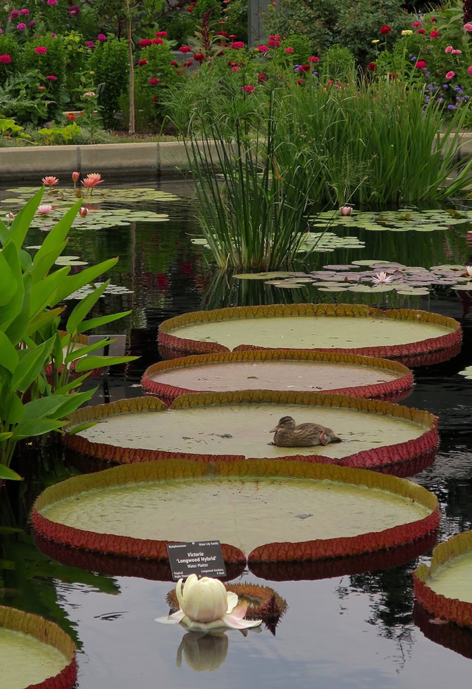 Victoria Longwood Hybrid with Duckling