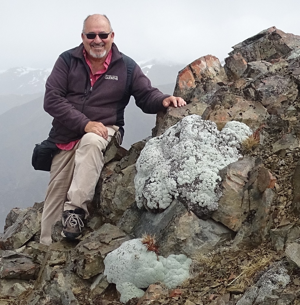 vegetable sheep raoulia mammilaris