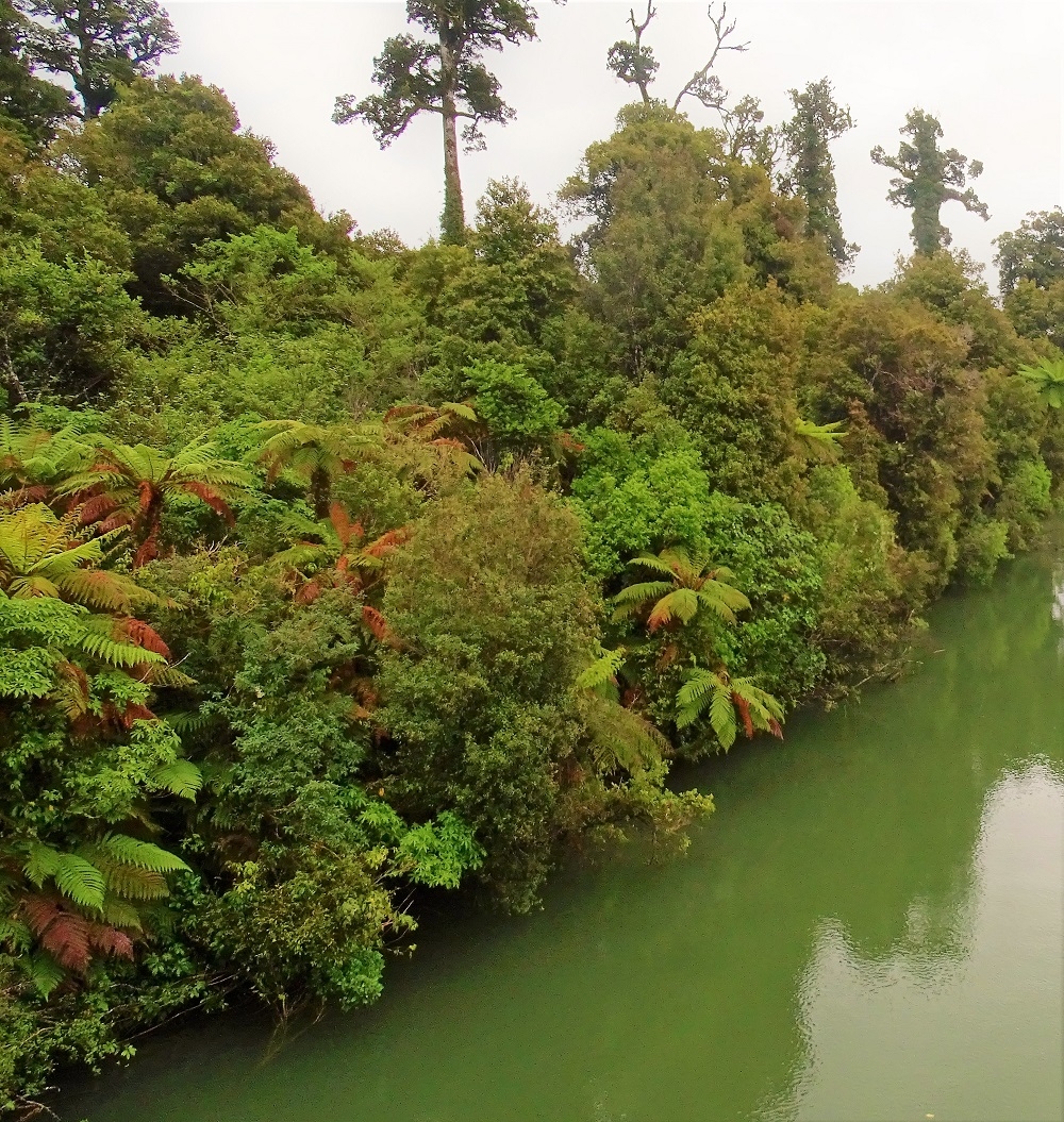 trees and ferns on the west coast of new zealand