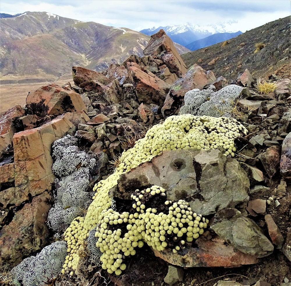 haastia pulvinaris raoulia mammilaris at mt. southey