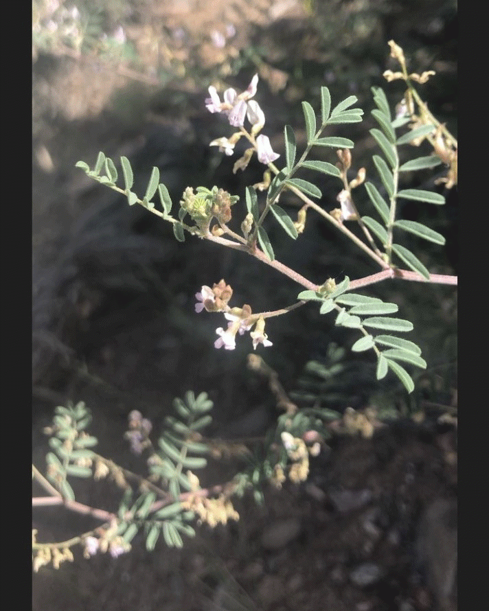 astragalus-microcymbus-plantwithflowers_gallery.gif