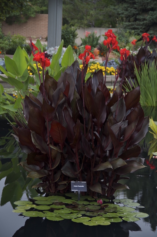 Australia Canna