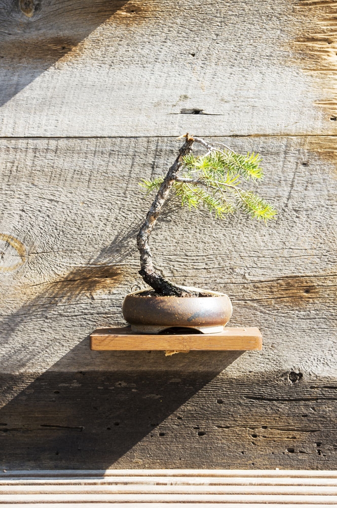 bonsai tree