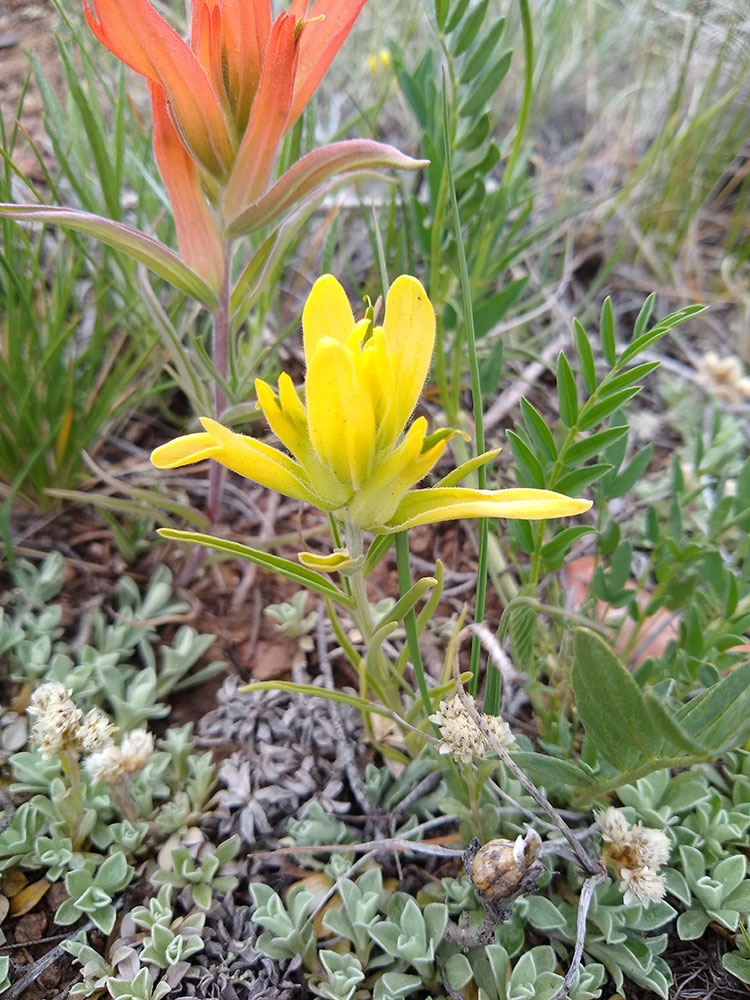castilleja-integra_gallery3.jpg