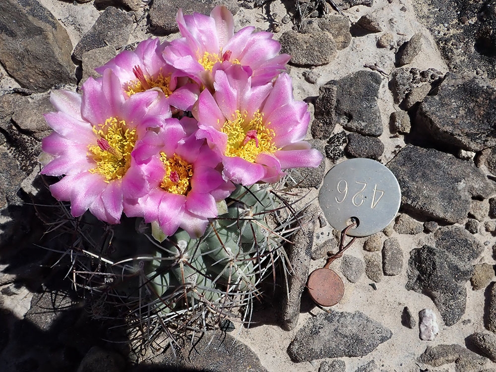 colorado_hookless_cactus_gallery.jpg