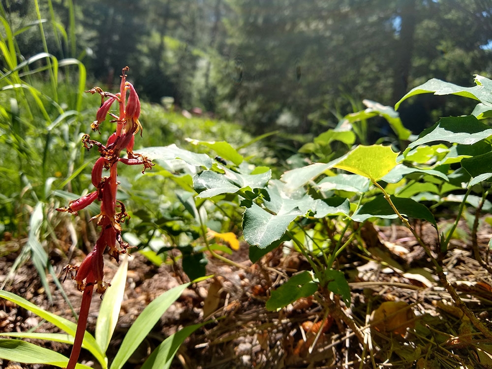 corallorhiza-wisteriana_gallery2.jpg