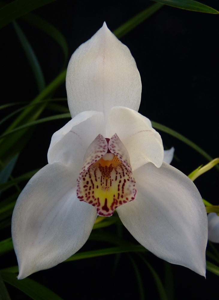 cymbidium erythrostylum