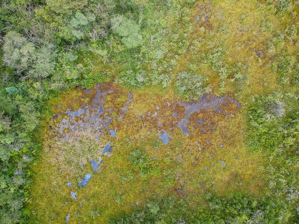 Fen
