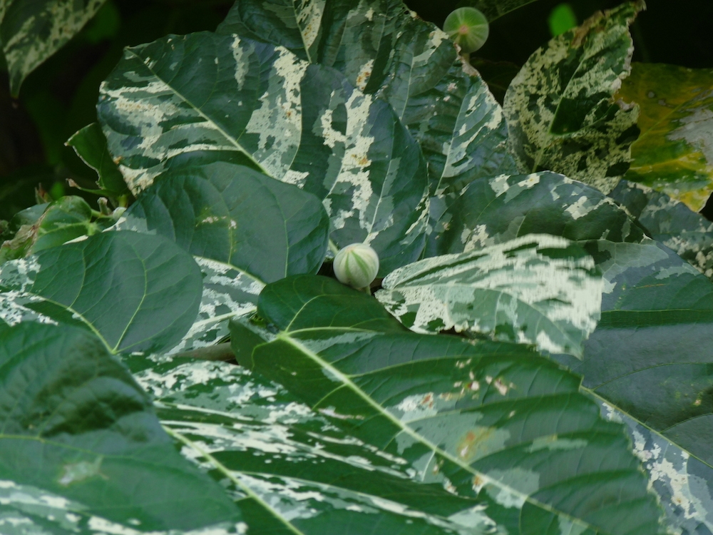 Ficus aspera 