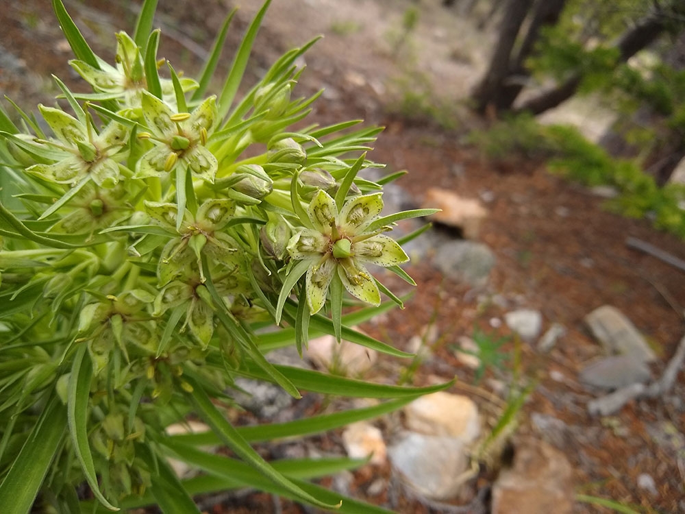 frasera_speciosa_gallery1.jpg