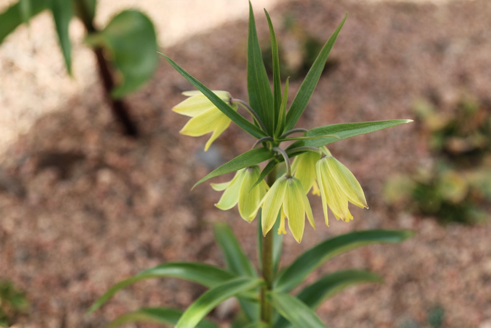 fritellaria raddeana
