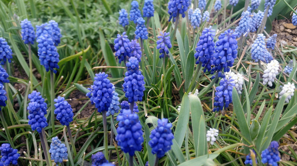 blue flowers