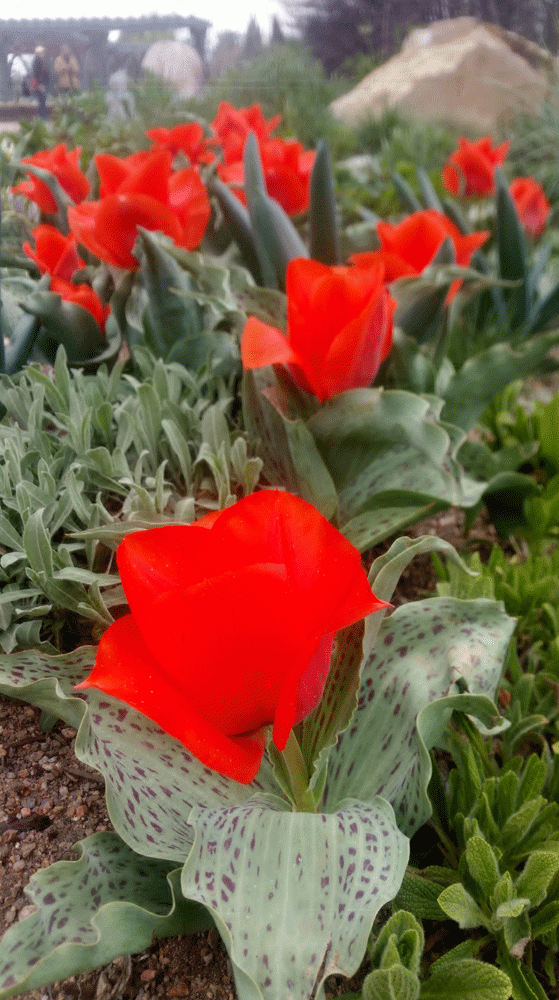 red flower