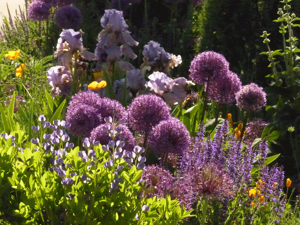 purple flowers