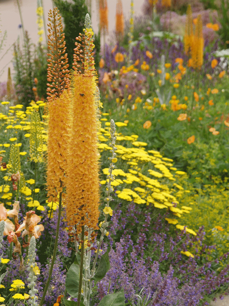 yellow flowers
