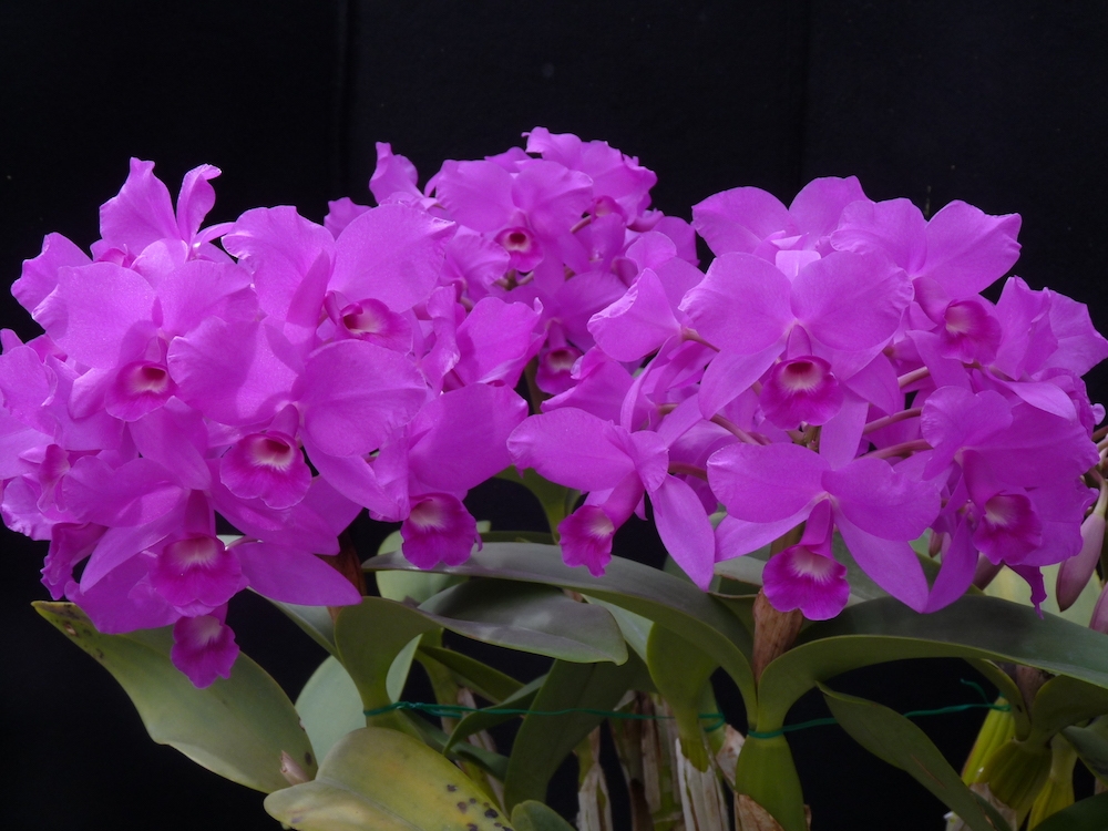 guarianthe skinneri casa luna