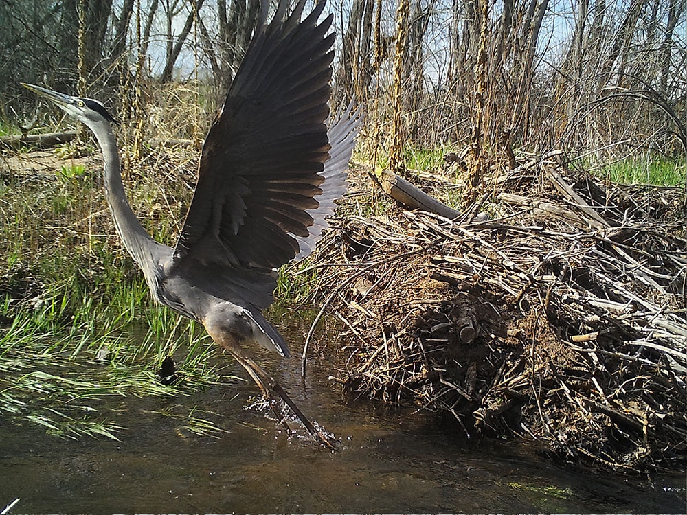 heron_gallery1.jpg