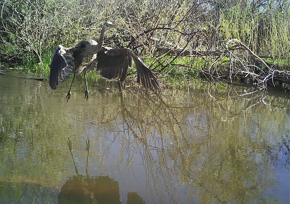 heron_gallery_1.jpg