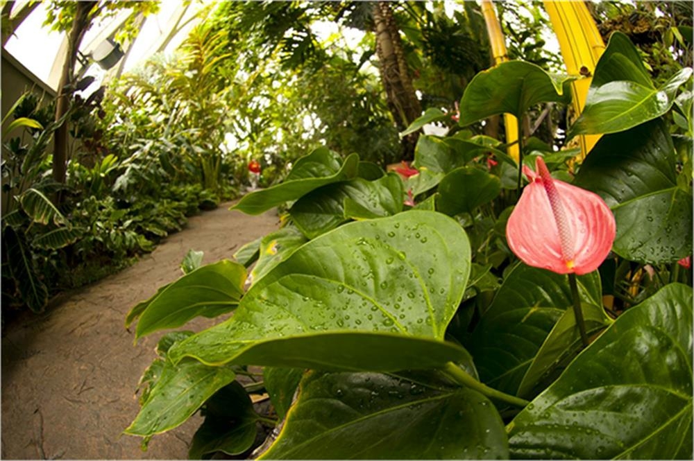 closeup of pink flowers