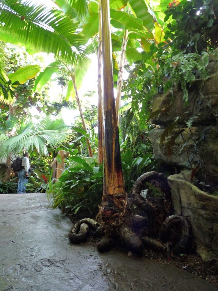 Musa itinerans var. guandongensis,