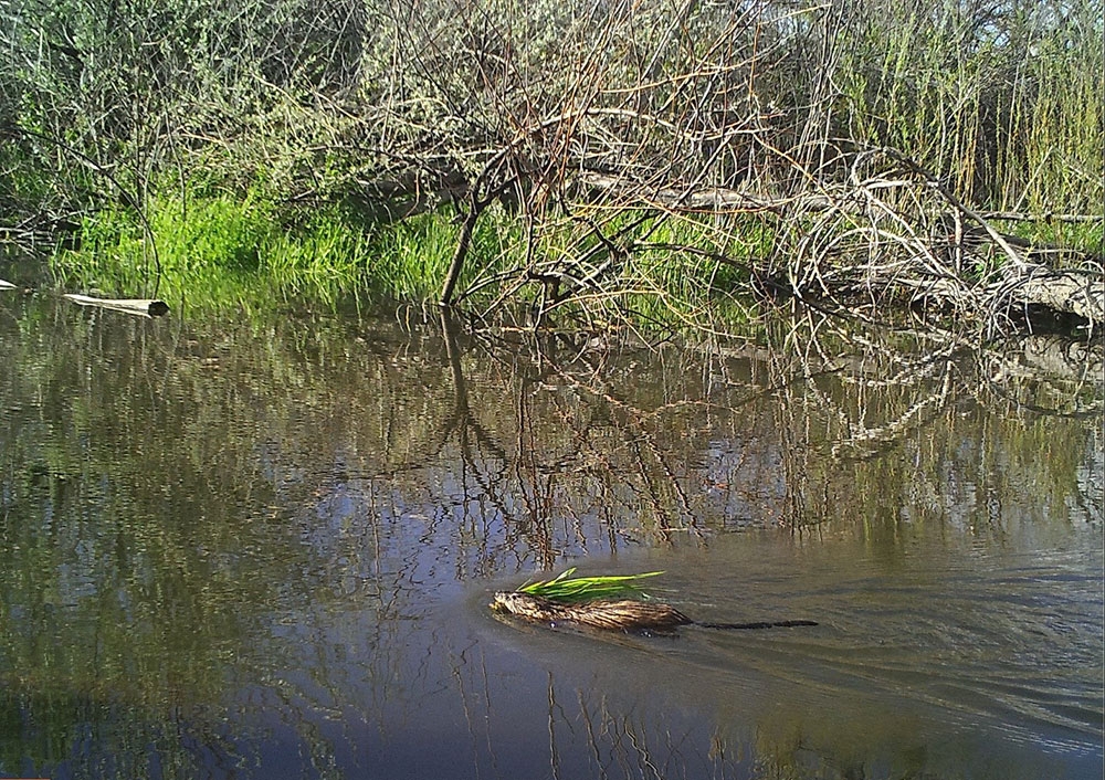 muskrat_gallery.jpg