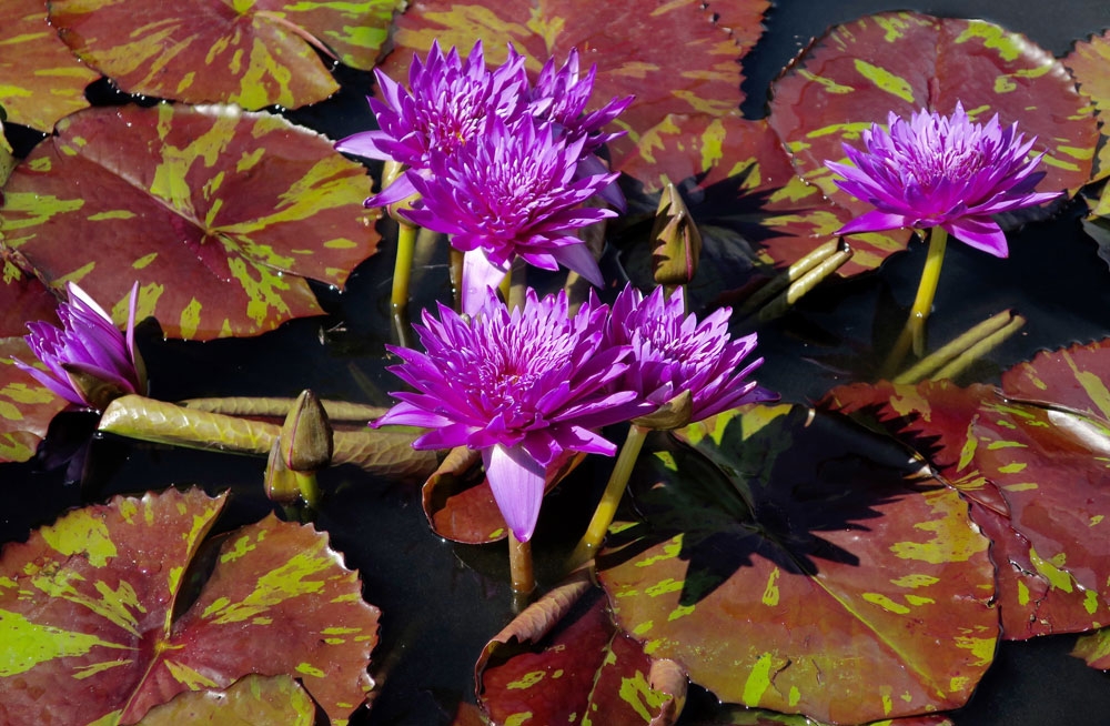 nymphaea galaxy