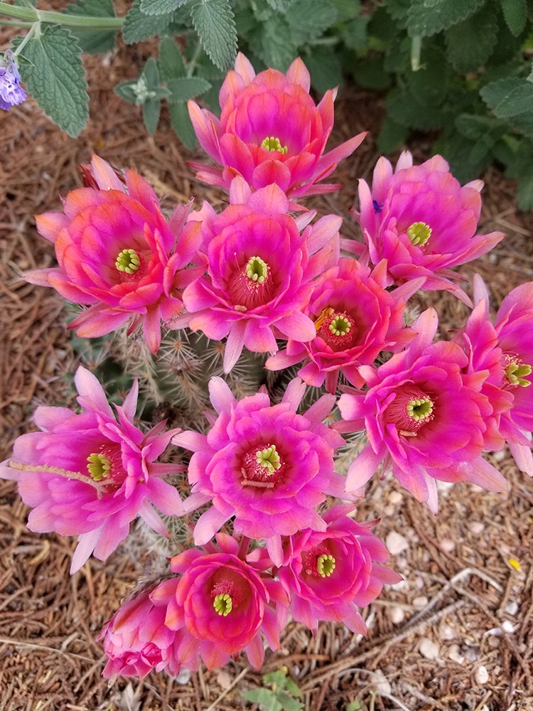 opuntia-phaeacantha-dark-knight_gallery.jpg