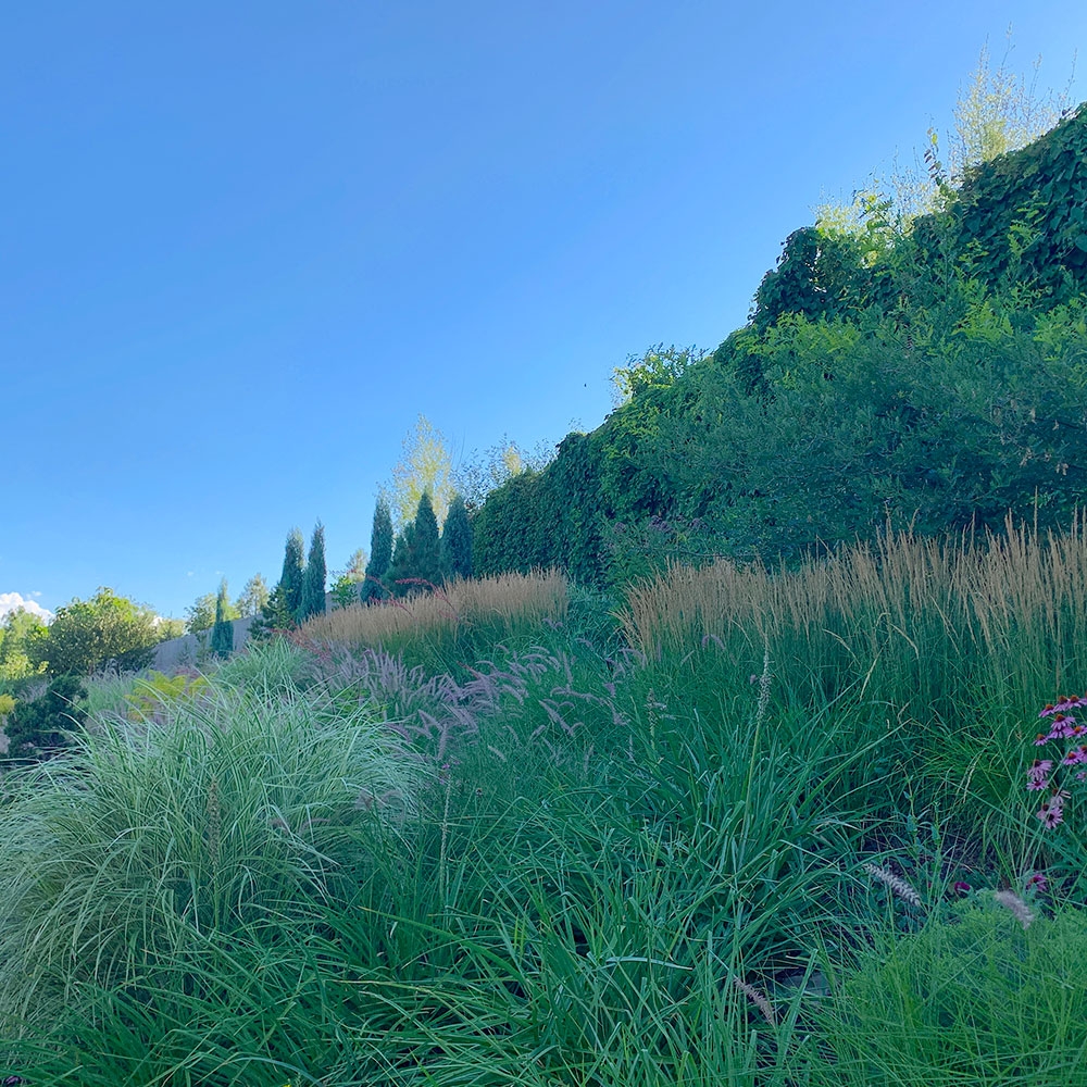 pennisetum-orientale-_karley-rose_-and-calamagrostis-x-acutiflora-_karl-foerester_-on-the-york-streetscape.jpg