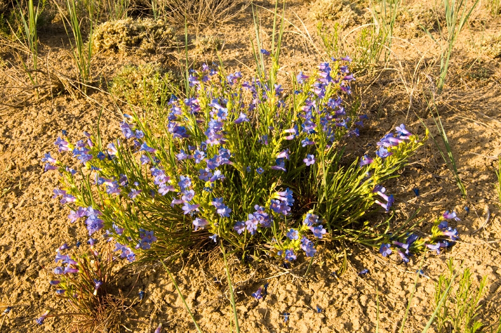 penstemon penlandii