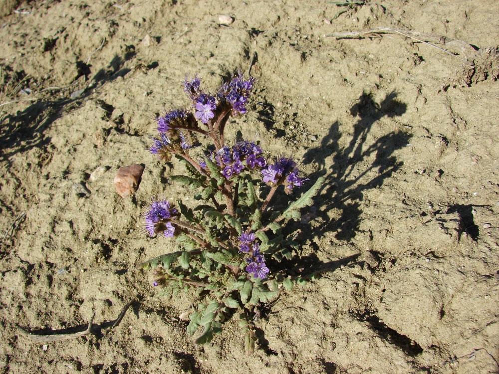 phacelia formosula