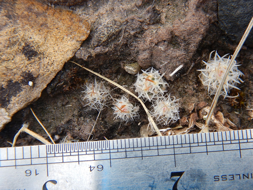 sclerocactus-glaucus_gallery.jpg