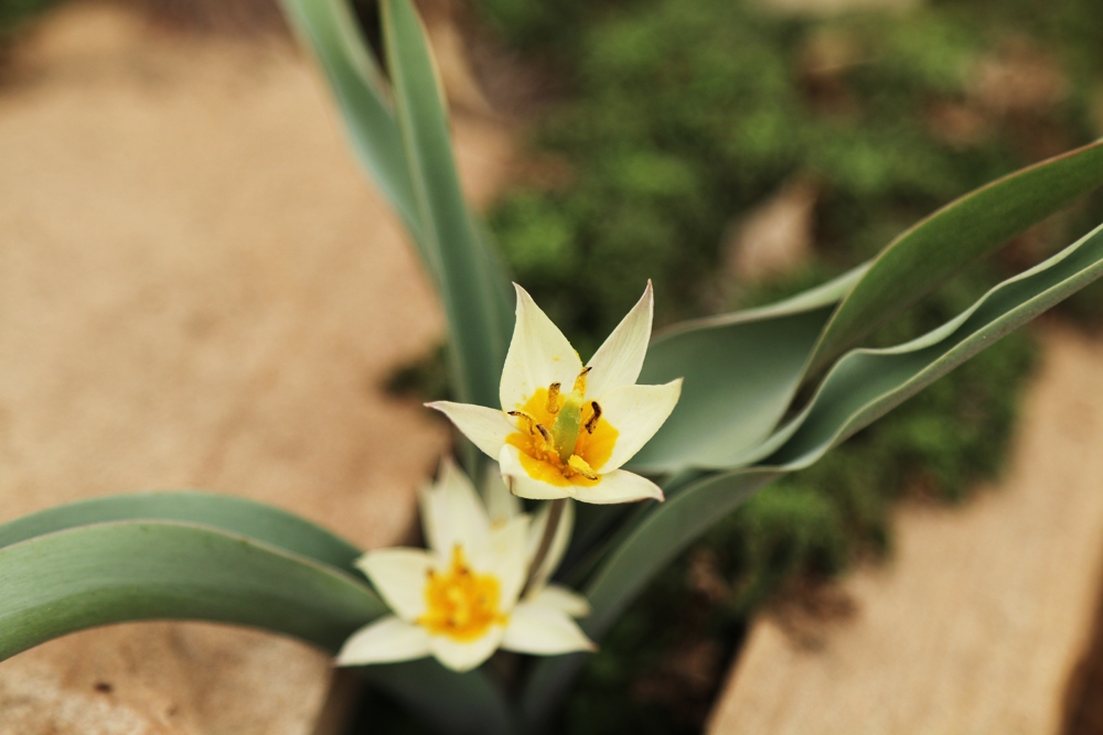 tulipa turkestanica