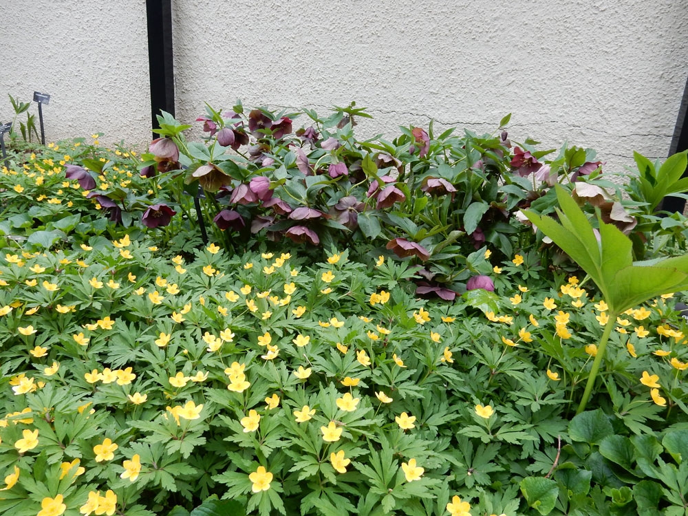 yellow anemone runculinia and dark helleborus make a wonderful contrast in the south-west corner of the rock alpine garden