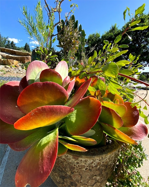 Kalanchoe thyrsiflora