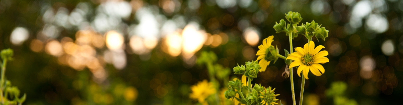 Bank of America's Museums on Us | Denver Botanic Gardens
